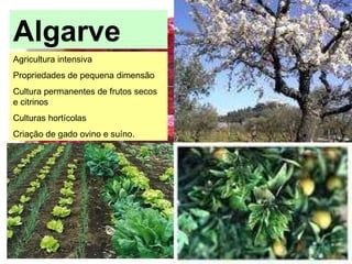 Algarve Agricultura intensiva Propriedades de pequena dimensão Cultura permanentes de frutos secos e citrinos Culturas hortícolas Criação de gado ovino e suíno. 