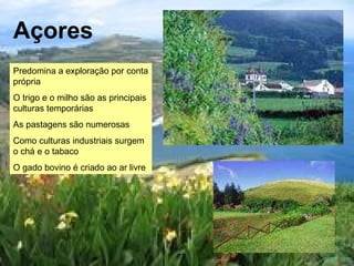 Açores Predomina a exploração por conta própria O trigo e o milho são as principais culturas temporárias As pastagens são numerosas Como culturas industriais surgem o chá e o tabaco O gado bovino é criado ao ar livre 