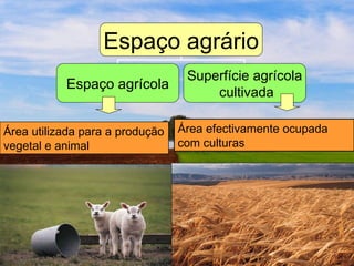 Área utilizada para a produção vegetal e animal Área efectivamente ocupada com culturas Espaço agrário Espaço agrícola Superfície agrícola cultivada 