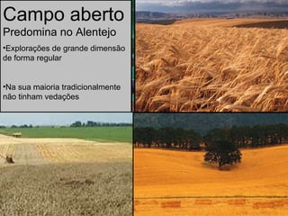 Campo aberto   Predomina no Alentejo Explorações de grande dimensão de forma regular Na sua maioria tradicionalmente não tinham vedações 