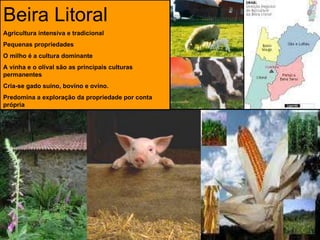 Beira Litoral Agricultura intensiva e tradicional Pequenas propriedades O milho é a cultura dominante A vinha e o olival são as principais culturas permanentes Cria-se gado suíno, bovino e ovino. Predomina a exploração da propriedade por conta própria 