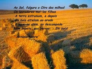 Ao Sol, fulgura o Oiro dos milhos!  Os lavradores mai-los filhos A terra estrumam, e depois Os bois atrelam ao arado E ouve-se além, no descampado  Num ímpeto, aos berros: - Eh! bois!  “  António Nobre ” 