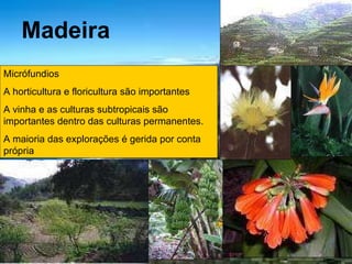 Madeira Micrófundios A horticultura e floricultura são importantes A vinha e as culturas subtropicais são importantes dentro das culturas permanentes. A maioria das explorações é gerida por conta própria 