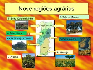 Nove regiões agrárias 1- Entre  Douro e Minho 2- Trás os Montes 3- Beira Interior 4- Beira Litoral 6 e 7- Ribatejo e Oeste 8- Alentejo 9- Algarve 