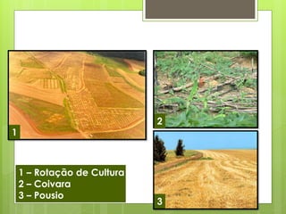 1 
2 
3 
1 – Rotação de Cultura 2 – Coivara 3 – Pousio  