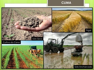 CLIMA 
Solo Encharcado 
Solo Seco 
Cultivo da Cana 
Trigal  