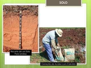 SOLO 
Correção de Acidez com Calcário 
Recorte de um Solo Para análise  