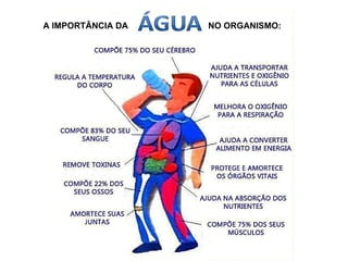 A IMPORTÂNCIA DA NO ORGANISMO:
 