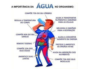 A IMPORTÂNCIA DA NO ORGANISMO:
 