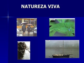 NATUREZA VIVA 