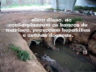 … além disso, ao
 contaminarem os bancos de
marisco, provocam hepatites
     e outras doenças.
 