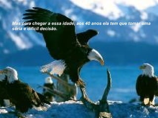Mas para chegar a essa idade, aos 40 anos ela tem que tomar uma
séria e difícil decisão.
 