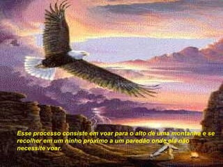 Esse processo consiste em voar para o alto de uma montanha e se
recolher em um ninho próximo a um paredão onde ela não
necessite voar.
 