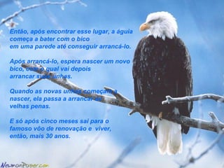 Então, após encontrar esse lugar, a águia
começa a bater com o bico
em uma parede até conseguir arrancá-lo.
Após arrancá-lo, espera nascer um novo
bico, com o qual vai depois
arrancar suas unhas.
Quando as novas unhas começam a
nascer, ela passa a arrancar as
velhas penas.
E só após cinco meses sai para o
famoso vôo de renovação e viver,
então, mais 30 anos.
 