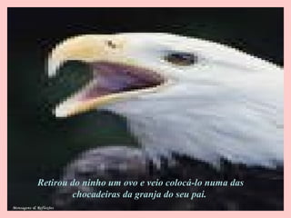 Retirou do ninho um ovo e veio colocá-lo numa das
chocadeiras da granja do seu pai.
Mensagens & Reflexões
 