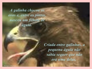 A galinha chocou os
ovos e, entre os pintos,
nasceu um filhote de
águia.
Criada entre galinhas, a
pequena águia não
sabia sequer que não
era uma delas.
Mesanges & Reflexões
 