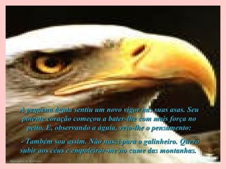 A pequena águia sentiu um novo vigor nas suas asas. SeuA pequena águia sentiu um novo vigor nas suas asas. Seu
potente coração começou a bater-lhe com mais força nopotente coração começou a bater-lhe com mais força no
peito. E, observando a águia, veio-lhe o pensamento:peito. E, observando a águia, veio-lhe o pensamento:
- Também sou assim. Não nasci para o galinheiro. Quero- Também sou assim. Não nasci para o galinheiro. Quero
subir aos céus e empoleirar-me no cume das montanhas.subir aos céus e empoleirar-me no cume das montanhas.
Mensagens & Reflexões
 