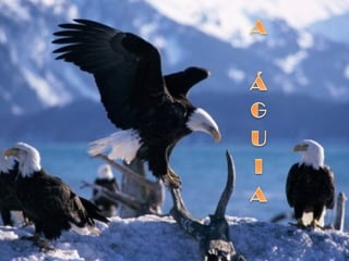 A aguia 4