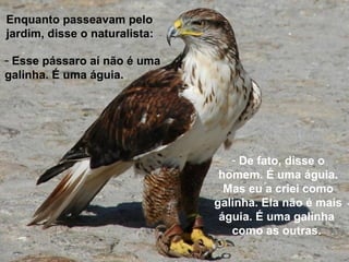Enquanto passeavam pelo
jardim, disse o naturalista:
- Esse pássaro aí não é uma
galinha. É uma águia.
- De fato, disse o
homem. É uma águia.
Mas eu a criei como
galinha. Ela não é mais
águia. É uma galinha
como as outras.
 