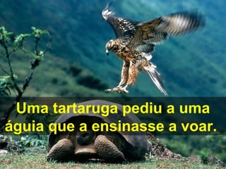 Uma tartaruga pediu a uma
águia que a ensinasse a voar.
 