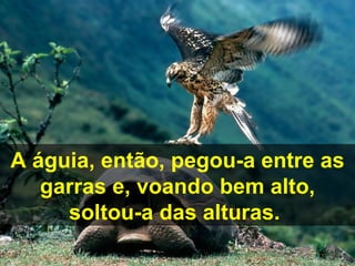 A águia, então, pegou-a entre as
   garras e, voando bem alto,
     soltou-a das alturas.
 