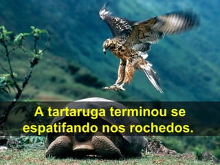 A tartaruga terminou se
espatifando nos rochedos.
 