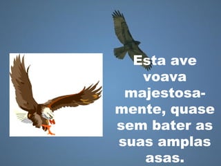 Esta ave
voava
majestosa-
mente, quase
sem bater as
suas amplas
asas.
 