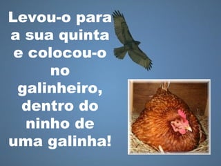 Levou-o para
a sua quinta
e colocou-o
no
galinheiro,
dentro do
ninho de
uma galinha!
 