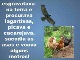 esgravatava
na terra e
procurava
lagartixas,
picava e
cacarejava,
sacudia as
asas e voava
alguns
metros!
 
