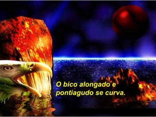 O bico alongado e
pontiagudo se curva.
 