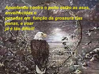Apontando contra o peito estão as asas,
envelhecidas e
pesadas em função da grossura das
penas, e voar
já é tão difícil!
 