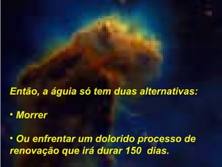 Então, a águia só tem duas alternativas:
• Morrer
• Ou enfrentar um dolorido processo de
renovação que irá durar 150 dias.
 