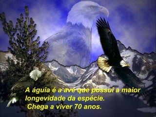 A águia é a ave que possui a maior
longevidade da espécie.
Chega a viver 70 anos.
 