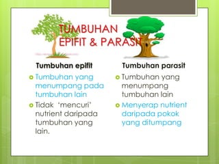 TUMBUHAN
EPIFIT & PARASIT
Tumbuhan epifit
 Tumbuhan

yang
menumpang pada
tumbuhan lain
 Tidak ‘mencuri’
nutrient daripada
tumbuhan yang
lain.

Tumbuhan parasit
 Tumbuhan

yang
menumpang
tumbuhan lain
 Menyerap nutrient
daripada pokok
yang ditumpang

 
