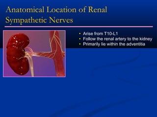 Anatomical Location of Renal
Sympathetic Nerves
                    • Arise from T10-L1
                    • Follow the renal artery to the kidney
                    • Primarily lie within the adventitia
 