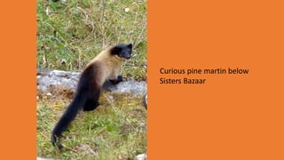 Curious pine martin below
Sisters Bazaar
 