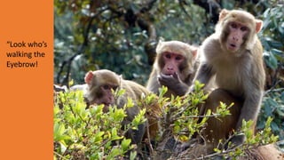“Look who’s
walking the
Eyebrow!
 