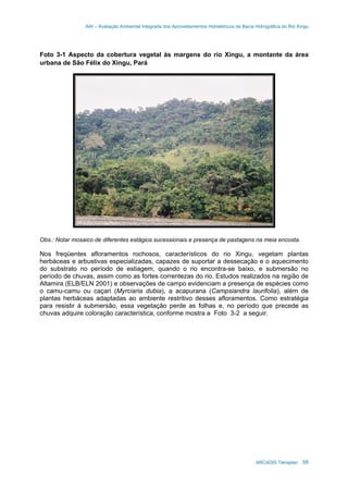 AAI – Avaliação Ambiental Integrada dos Aproveitamentos Hidrelétricos da Bacia Hidrográfica do Rio Xingu
ARCADIS Tetraplan 59
Foto 3-1 Aspecto da cobertura vegetal às margens do rio Xingu, a montante da área
urbana de São Félix do Xingu, Pará
Obs.: Notar mosaico de diferentes estágios sucessionais e presença de pastagens na meia encosta.
Nos freqüentes afloramentos rochosos, característicos do rio Xingu, vegetam plantas
herbáceas e arbustivas especializadas, capazes de suportar a dessecação e o aquecimento
do substrato no período de estiagem, quando o rio encontra-se baixo, e submersão no
período de chuvas, assim como as fortes correntezas do rio. Estudos realizados na região de
Altamira (ELB/ELN 2001) e observações de campo evidenciam a presença de espécies como
o camu-camu ou caçari (Myrciaria dubia), a acapurana (Campsiandra laurifolia), além de
plantas herbáceas adaptadas ao ambiente restritivo desses afloramentos. Como estratégia
para resistir á submersão, essa vegetação perde as folhas e, no período que precede as
chuvas adquire coloração característica, conforme mostra a Foto 3-2 a seguir.
 