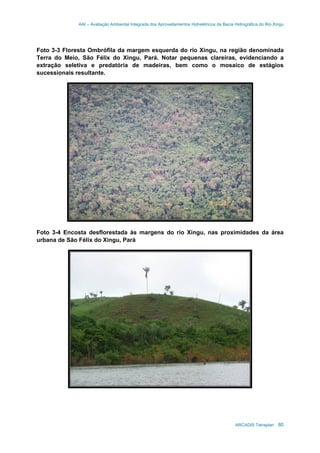 AAI – Avaliação Ambiental Integrada dos Aproveitamentos Hidrelétricos da Bacia Hidrográfica do Rio Xingu
ARCADIS Tetraplan 80
Foto 3-3 Floresta Ombrófila da margem esquerda do rio Xingu, na região denominada
Terra do Meio, São Félix do Xingu, Pará. Notar pequenas clareiras, evidenciando a
extração seletiva e predatória de madeiras, bem como o mosaico de estágios
sucessionais resultante.
Foto 3-4 Encosta desflorestada às margens do rio Xingu, nas proximidades da área
urbana de São Félix do Xingu, Pará
 