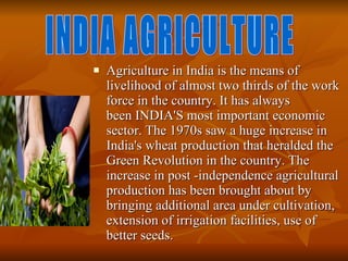 Agriculture in India is the means of livelihood of almost two thirds of the work force in the country. It has always been INDIA'S most important economic sector. The 1970s saw a huge increase in India's wheat production that heralded the Green Revolution in the country. The increase in post -independence agricultural production has been brought about by bringing additional area under cultivation, extension of irrigation facilities, use of better seeds. INDIA AGRICULTURE 