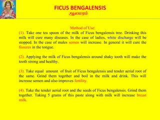 FICUS BENGALENSIS
Method of Use:
(1). Take one tea spoon of the milk of Ficus bengalensis tree. Drinking this
milk will cure many diseases. In the case of ladies, white discharge will be
stopped. In the case of males semen will increase. In general it will cure the
fissures in the tongue.
(2). Applying the milk of Ficus bengalensis around shaky tooth will make the
tooth strong and healthy.
(3). Take equal amount of fruit of Ficus bengalensis and tender aerial root of
the same. Grind them together and boil in the milk and drink. This will
increase semen and also improves fertility.
(4). Take the tender aerial root and the seeds of Ficus bengalensis. Grind them
together. Taking 5 grams of this paste along with milk will increase breast
milk.
 
