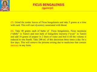 FICUS BENGALENSIS
(5). Grind the tender leaves of Ficus bengalensis and take 5 grams at a time
with curd. This will cure dysentery associated with blood.
(6). Take 40 grams each of barks of Ficus bengalensis, Ficus racemosa
(“aththi” in Tamil) and root bark of Indigofera tinctoria (“avuri” in Tamil)
and add 10 grams of pepper in 2 liters of water and boil it till the volume is
reduced to one fourth. Take 200 ml. of this decoction three times a day for a
few days. This will remove the poisons arising due to medicines that contain
mercury in any form.
 