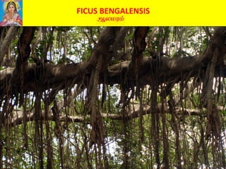 FICUS BENGALENSIS
(5). Grind the tender leaves of Ficus bengalensis and take 5 grams at a time
with curd. This will cure dysentery associated with blood.
(6). Take 40 grams each of barks of Ficus bengalensis, Ficus racemosa
(“aththi” in Tamil) and root bark of Indigofera tinctoria (“avuri” in Tamil)
and add 10 grams of pepper in 2 liters of water and boil it till the volume is
reduced to one fourth. Take 200 ml. of this decoction three times a day for a
few days. This will remove the poisons arising due to medicines that contain
mercury in any form.
 