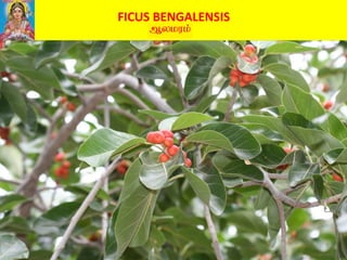 FICUS BENGALENSIS
 