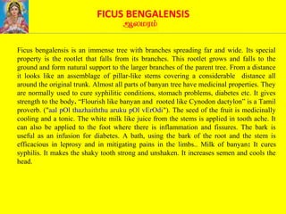FICUS BENGALENSIS
Ficus bengalensis is an immense tree with branches spreading far and wide. Its special
property is the rootlet that falls from its branches. This rootlet grows and falls to the
ground and form natural support to the larger branches of the parent tree. From a distance
it looks like an assemblage of pillar-like stems covering a considerable distance all
around the original trunk. Almost all parts of banyan tree have medicinal properties. They
are normally used to cure syphilitic conditions, stomach problems, diabetes etc. It gives
strength to the body. “Flourish like banyan and rooted like Cynodon dactylon” is a Tamil
proverb. ("aal pOl thazhaiththu aruku pOl vErOdi"). The seed of the fruit is medicinally
cooling and a tonic. The white milk like juice from the stems is applied in tooth ache. It
can also be applied to the foot where there is inflammation and fissures. The bark is
useful as an infusion for diabetes. A bath, using the bark of the root and the stem is
efficacious in leprosy and in mitigating pains in the limbs.. Milk of banyan: It cures
syphilis. It makes the shaky tooth strong and unshaken. It increases semen and cools the
head.
 