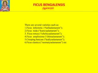 FICUS BENGALENSIS
There are several varieties such as:
1.Ficus infectoria (“kallaalamaram”);
2.Ficus tsida (“kuruvaalamaram”);
3. Ficus retusa (“ichchiyaalamaram”);
4.Ficus amplissima (“chitraalamaram”);
5.Creeping banyan (“kodiyaalamaram”);
6.Ficus elastica (“seemaiyaalamaram”) etc
 