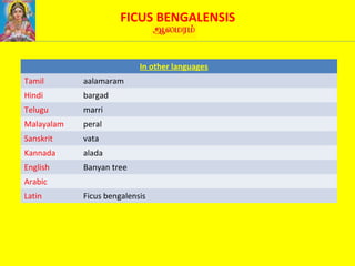 FICUS BENGALENSIS
In other languages
Tamil aalamaram
Hindi bargad
Telugu marri
Malayalam peral
Sanskrit vata
Kannada alada
English Banyan tree
Arabic
Latin Ficus bengalensis
 
