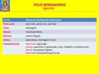 FICUS BENGALENSIS
Family Moraceae (aalamarak kudumpam)
Parts used leaf, milk, aerial root, ripe fruit
Taste Astringent
Nature Cold (kulirchchi)
Division sweet (inippu)
Action Aphrodisiac, Astringent, Tonic
Phytochemicals Ripe fruits: glycoside.
Leaves: quercetin-3; glactoside; rutin, friedelin, b-sitosterol etc.
Wood: taraxasterol tiglate;
Stem bark: leucoanthocyanins etc.
 