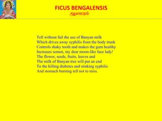 FICUS BENGALENSIS
Tell without fail the use of Banyan milk
Which drives away syphilis from the body trunk
Controls shaky tooth and makes the gum healthy
Increases semen, my dear moon-like face lady!
The flower, seeds, fruits, leaves and
The milk of Banyan tree will put an end
To the killing diabetes and stinking syphilis
And stomach burning tell not to miss.
 