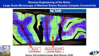 Reverse Engineering of the Brain:
Large Scale Microscopy of Mammal Brains Reveals Complex Connectivity
Neuron
Cell Bodies
Neuronal Dendritic
Overlap Region
Source: Rat Cerebellum Image, Mark Ellisman, UCSD
 